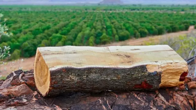 మైసూరు శాండల్ వుడ్