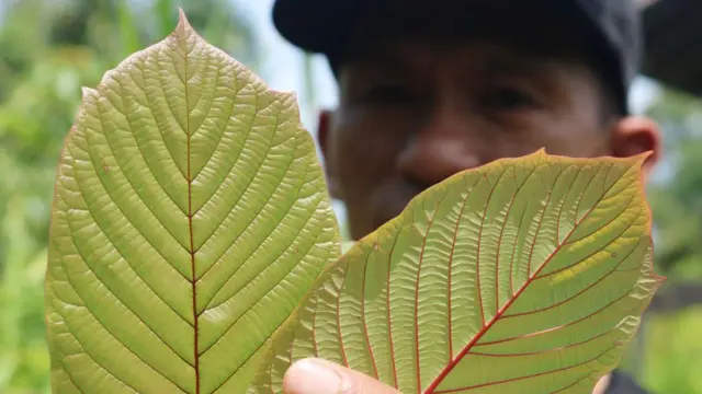 daun kratom