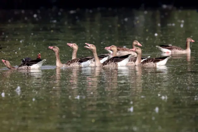 નળ સરોવરમાં તરી રહેલ એક ગ્રે લેગ ગીઝ (ગાજહંસો)નું ઝુંડ. ગાજહંસો ગુજરાતમાં શિયાળો ગાળવા આવતા યાયાવર પક્ષી છે