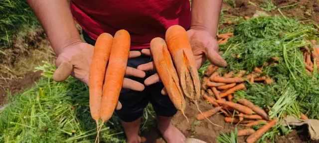 உதகை ஊட்டி கோடை வெப்பம்