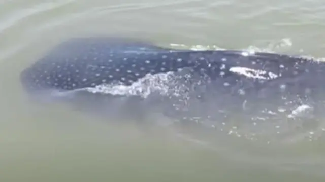 शार्क व्हेल 