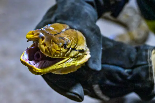 บางครั้งงูพิษก็เข้ามาในบ้าน﻿