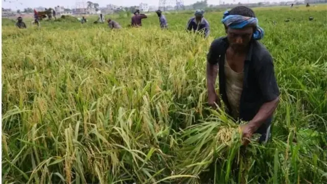 ধান কাটা 