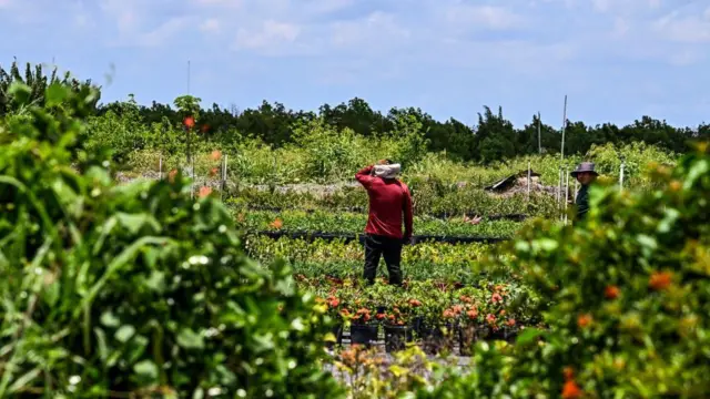 Trabajador en el campo de EE.UU.