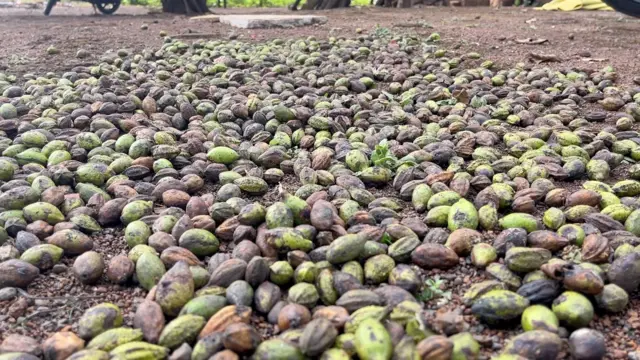 हिरडा आणि बेहडा यांच्यासाठी परदेशी कंपन्यांशी करारानंतर मोठं उत्पन्न गावपातळीवर संवर्धनासाठी मिळालं.