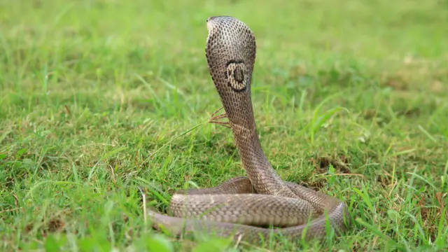 இறந்த பிறகும் கடிக்கும் பாம்புகள், இந்தியா, அசாம், 3 பேர் என்ன ஆயினர்?