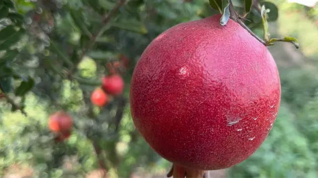 धुमाळवाडी