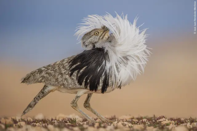 ‘ጸጉርና ከይንስራሕ ቲክቶክ ስራሕ ኣፍቲሑና’ 