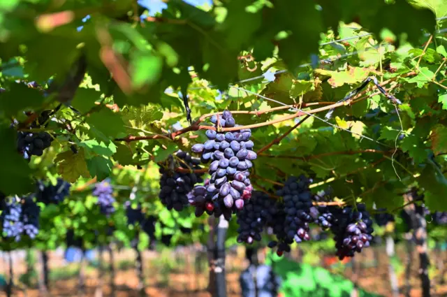 द्राक्ष