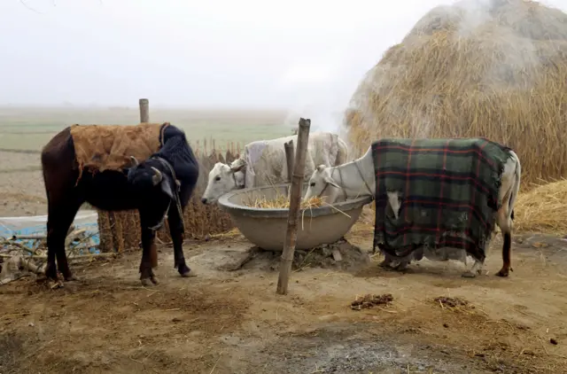 जाडो बढेपछि सुनसरीको रामधुनी-४ मा र कम्बल ओढाइएका गाईबस्तुहरू
