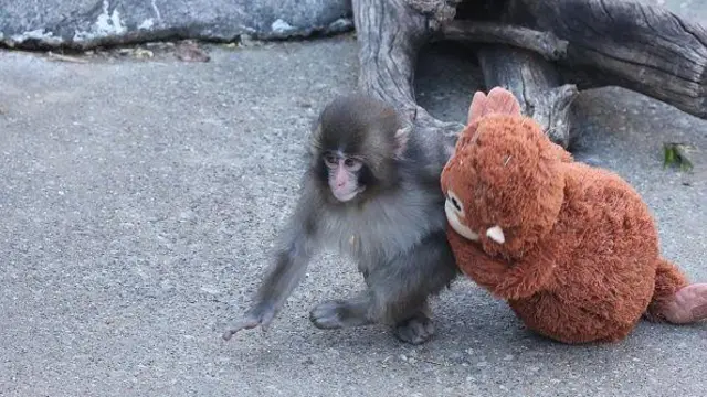 وقتی گُدی اورانگوتان فروشگاه آیکیا به کمک چوچه شادی جاپانی آمد 