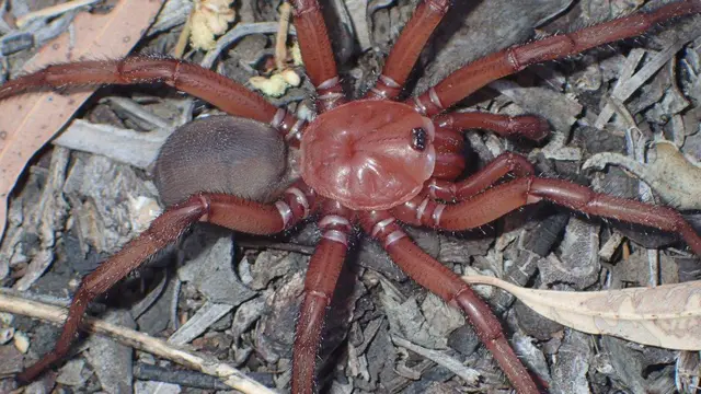 aranha