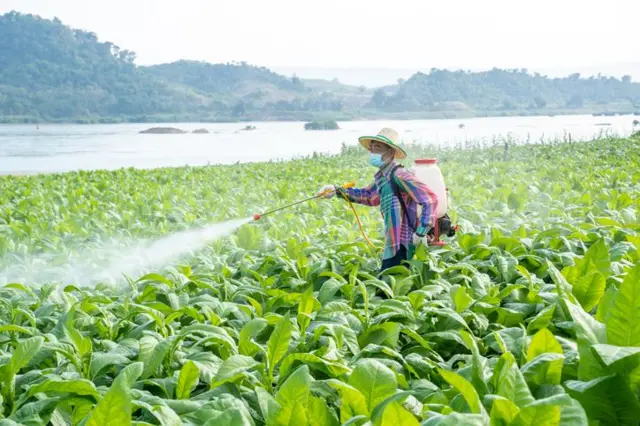 ফসলের উৎপাদন বাড়াতে অ্যাট্রাজিন কেমিকেল ব্যবহৃত হয়