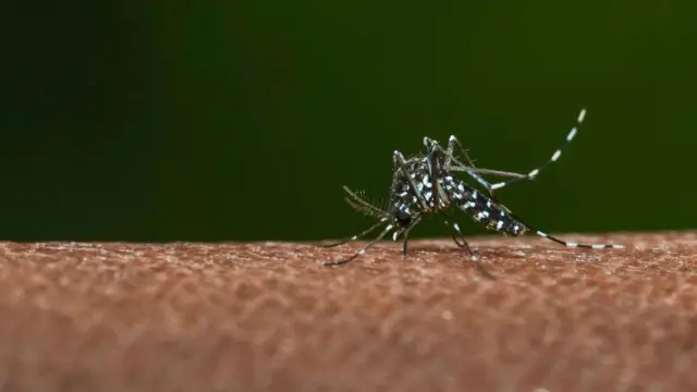 Dengue
