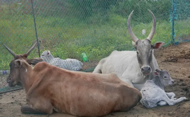 மாடுகள் அமர்ந்திருக்கும் காட்சி 