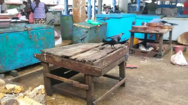 හලාවත මාළු වෙළදපොළ