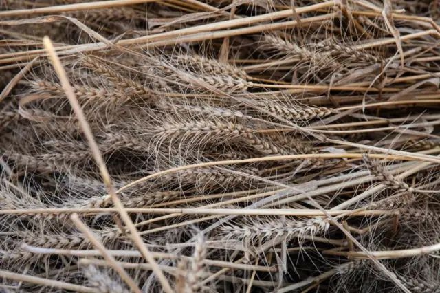 پانی کی کمی سے کیا نقصان ہو سکتا ہے