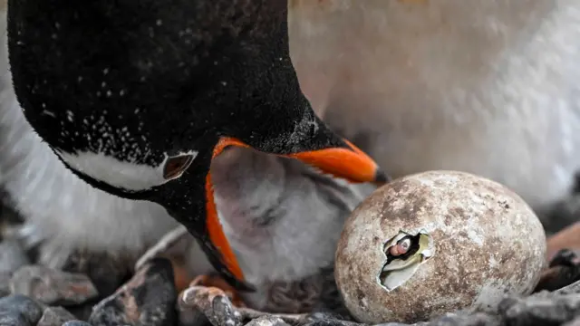 yumurtası çatlayan penguen 