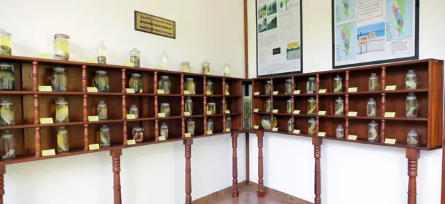 විශ්ව විද්යාල සිසුන් කඩොලාන පිළිබඳ ප්රයෝගික දැනුම ලබා ගැනීමට, පාසල් සිසුන් අධ්යාපන චාරිකා ලෙස මෙන්ම කඩොලාන පිළිබඳව දැනුම ලබා ගැනීමට කැමති බොහෝ දෙනෙකු කෞතුකාගරය නැරඹීමට පැමිණෙන බව ඔහු කියා සිටියේය.