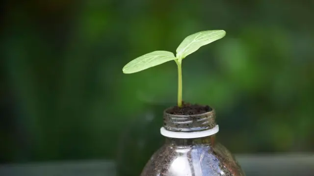 விதைகள் எவ்வளவு காலம் நீடிக்கும்? 