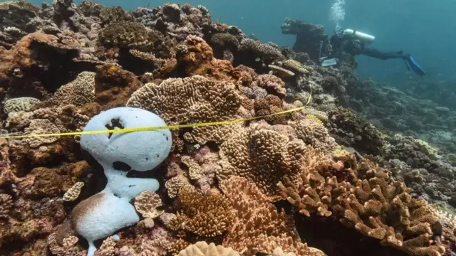 Mergulhadores próximos a coral