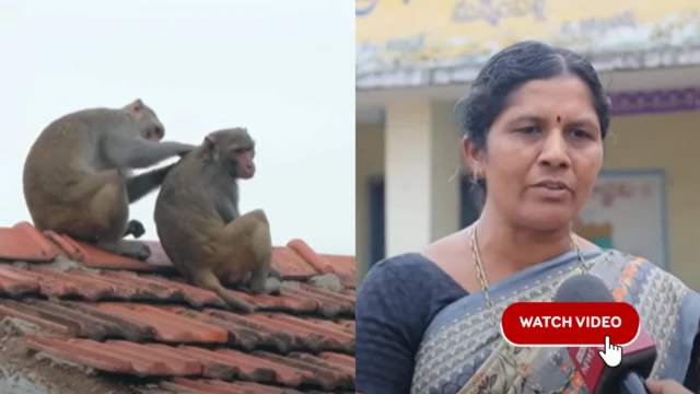 વાંદરા, તેલંગણા, બીબીસી ગુજરાતી 