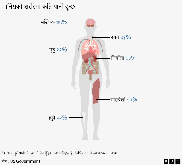 हाम्रो शरीरको विभिन्न भागमा पानीको मात्रा कस्तो हुन्छ?