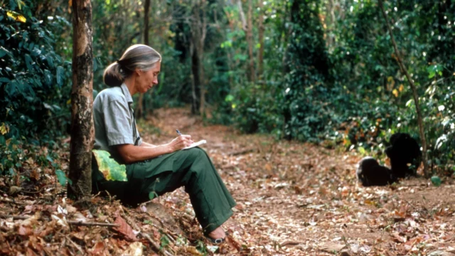  Goodall sentadaestrela bet aposta onlinemeio à floresta enquanto escreveestrela bet aposta onlineuma caderneta