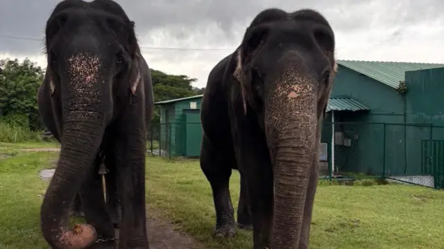 பாமா-காமாட்சி யானைகள், முதுமலை, தெப்பக்காடு யானைகள் முகாம், உலக யானைகள் தினம்