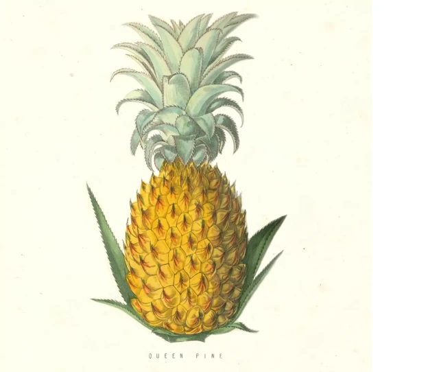 pineapple