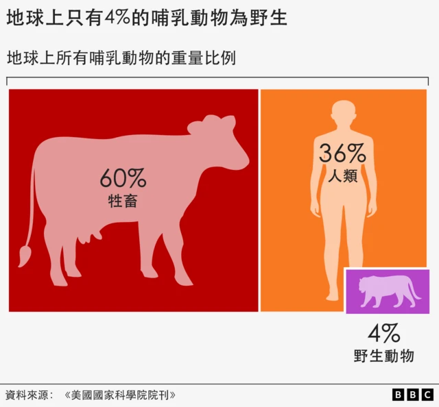 图表显示了地球上哺乳动物的重量(或生物量)比例——60% 为牲畜,36% 为人类,4% 为野生哺乳动物。