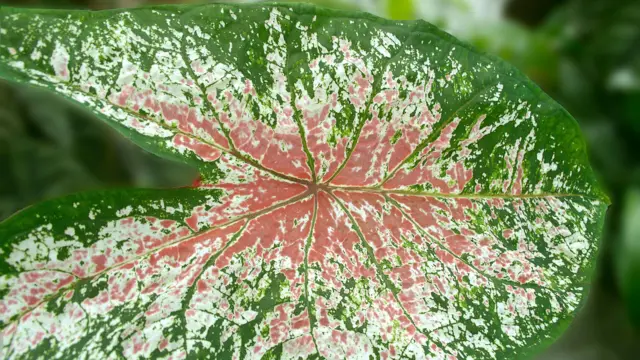 Ọ bughị sọsọ na Naịjiria ka enwere ya.