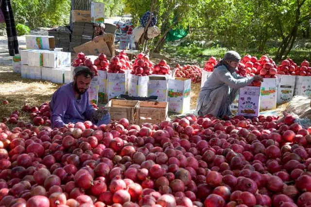 د کندهار انار