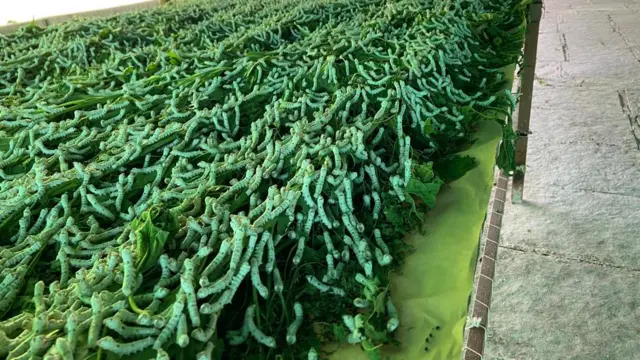 रेशीमची बॅच