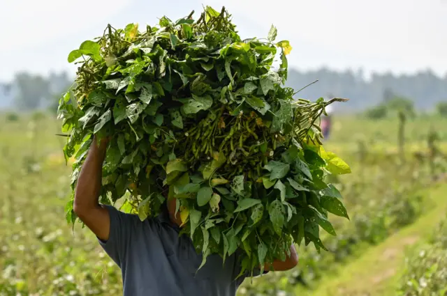 Ilustrasi foto petani