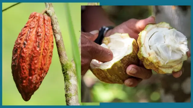 कोकोचं फळ. याच्या आतल्या बियांपासून कोको पावडर, चॉकलेट बनवलं जातं. 