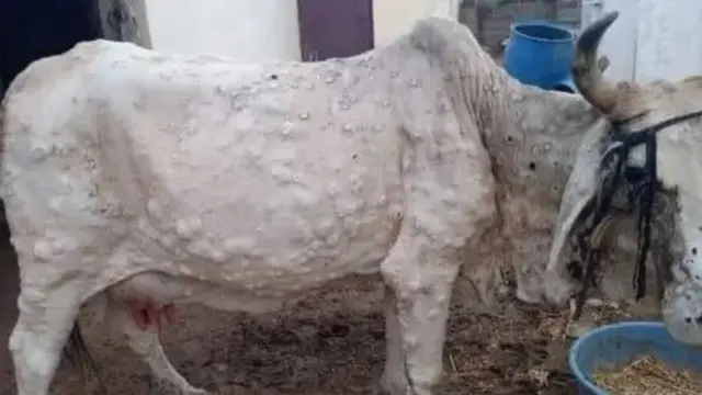 लम्पी व्हायरस