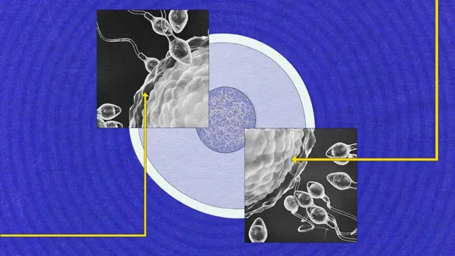 Imagem composta de um óvulo com vários espermatozoides tentando perfurá-lo
