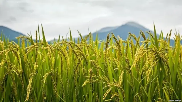 அரிசி ஏற்றுமதிக்கு இந்தியா விதித்துள்ள தடை