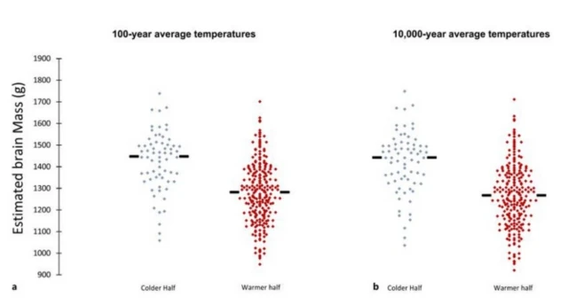 รูปแผนภาพขนาดสมองในยุคต่าง ๆ 