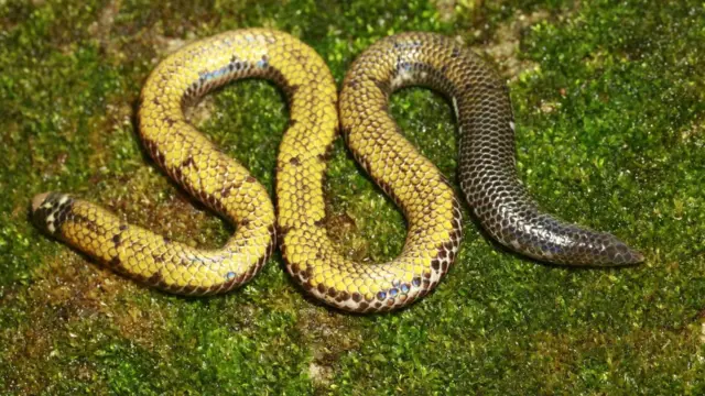 මාටින්ගේ තුඩුල්ලා නමින් හඳුන්වන රයිනෝෆිස් මාටින් නම් කර ඇත්තේ සිංහරාජය ආශ්‍රිතව දිවි ගෙවු ගැමියෙකු වු මාටින් විජේසිංහ නමින්ය.