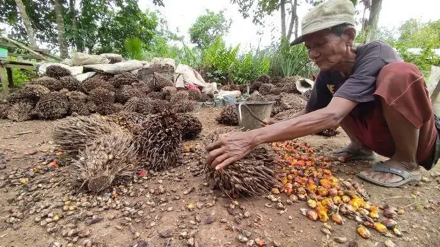 kelapa sawit