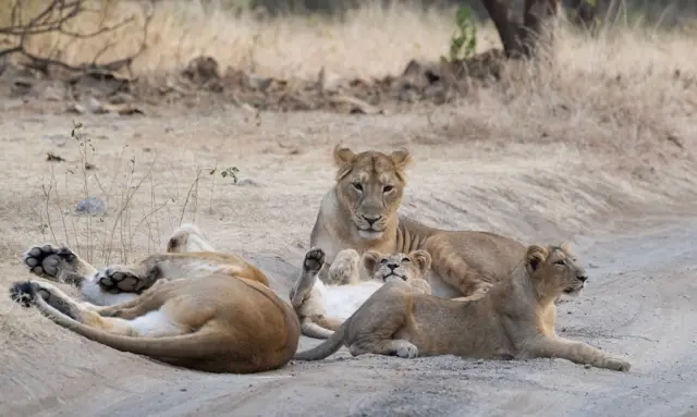 ગીર સિંહનાં મૃત્યુ કેમ થયા, સિંહો રૅસ્ક્યૂ, સીડીવી વાઇરસ અને સિંહોનાં મૃત્યુ, બબેસીઓસીસ, બીબીસી ગુજરાતી ન્યૂઝ