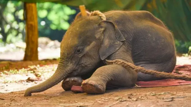 ભારત, લાયસન્સ, હાથી, બીબીસી, ગુજરાતી