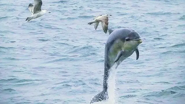 Un delfín saltando desde el mar con agua fluyendo desde sus aletas hacia abajo. Dos gaviotas vuelan detrás de él.