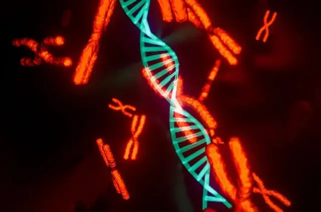 ዋይ ክሮሞዞም ከንቈልቁል ምጅማሩ ኣየገርምን