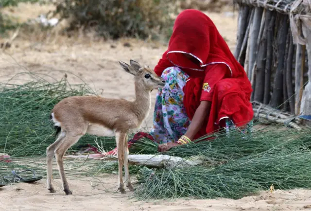 ਬੀਕਾਨੇਰ ਚ ਹਿਰਨ