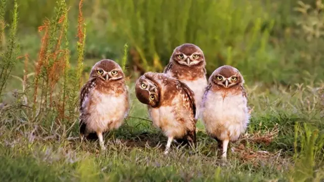 ‘ኣታ ካሜራኻ ተገልቢጡ’ዩ ዘሎ’