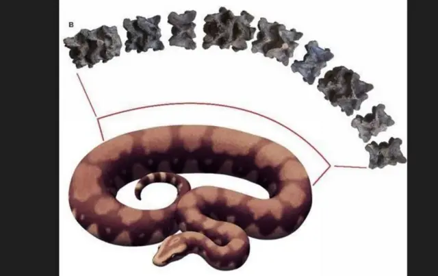 இந்தியாவில் கண்டுபிடிக்கப்பட்ட 4.7 கோடி ஆண்டுகள் பழமையான 'வாசுகி' பாம்பு - எவ்வளவு நீளம் தெரியுமா?