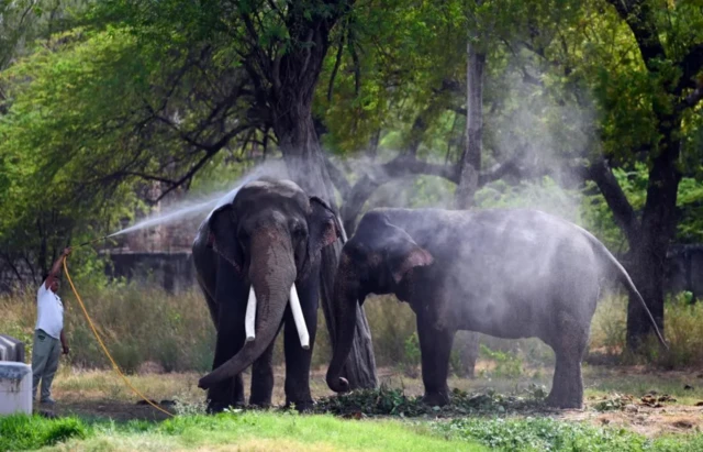 현지 동물원은 꼬끼리 등 동물들을 시원하게 해주기 위해 추가 조치를 취하고 있다고 밝혔다 